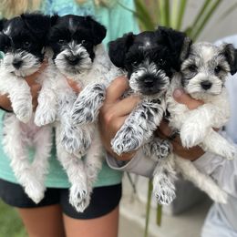Miniature Schnauzers from Parti Time Miniature Schnauzers