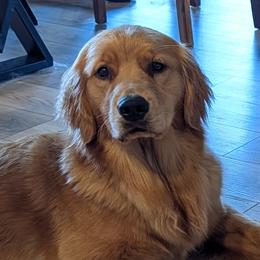 Maple - Golden Retriever