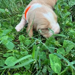 Boy 2 - Mahogany and white male Basset Hound puppy in Tahlequah, Oklahoma from HNH Hounds