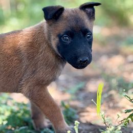 Shock - Fawn female Belgian Malinois puppy in Briggs, Texas from Madhouse’s Belgian Malinois and German Shepherds