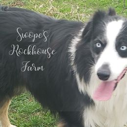 Australian Shepherds from Swope's Rockhouse Farm