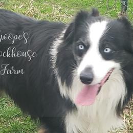 Australian Shepherds from Swope's Rockhouse Farm