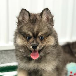 Cibatta - Black male Pomsky puppy in Centerville, Iowa from LJ Kennels Pomskies, LLC
