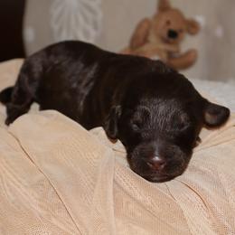 Gobstopper - Phantom male Bernedoodle puppy in Ohio from Moore Doodles