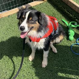 Rocky - Black tri male Miniature American Shepherd puppy in Easley, South Carolina from Tanya Strickland