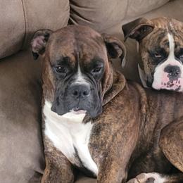 Boxers from Maria's Boxers