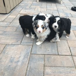 Australian Shepherd and Miniature Australian Shepherd Puppies from Kid’s Kingdom Australian Shepherds