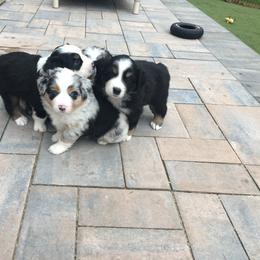 Australian Shepherd and Miniature Australian Shepherd Puppies from Kid’s Kingdom Australian Shepherds