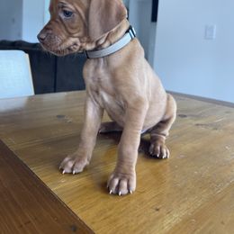Dalmatian and Vizsla Puppies from River Falls Kennel