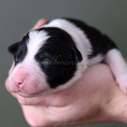 Jinx - Black and white female Border Collie puppy in Kalispell, Montana from North Fork Border Collies
