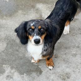 Mabel-Ween - Chocolate and tan female Dachshund puppy in Alva, Florida from Salty C's Dachshunds