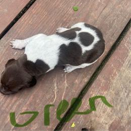 Boy 1 - White and liver male German Shorthaired Pointer puppy in Fremont, Nebraska from Weiland GSP's