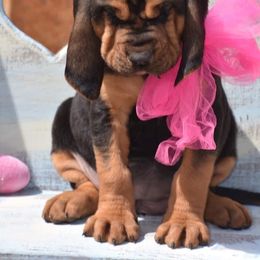 American Bully and Bloodhound Puppies from Blue Collar Kennelz Bloodhounds and American Bullies