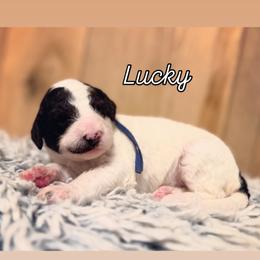 Girl 6 - Black and white female Sheepadoodle puppy in Danville, Indiana from Marley’s Doodle Ranch