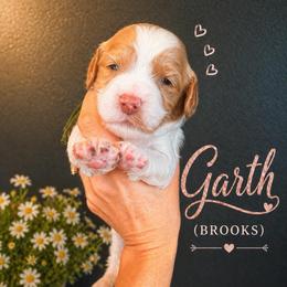 Garth (Brooks) - Caramel cream male Australian Labradoodle puppy in Millville, California from Hope Lane Kennels