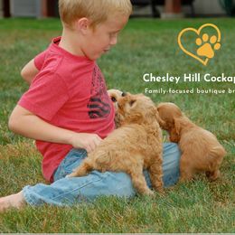 Cockapoo Puppies from Chesley Hill Cockapoos