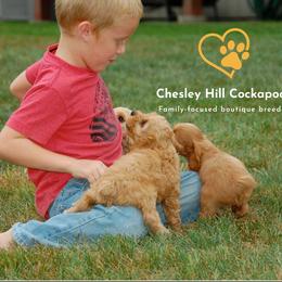 Cockapoo Puppies from Chesley Hill Cockapoos