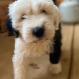 Old English Sheepdog Puppies from Walnut Ridge Farms OES