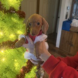 2 - Red male Dachshund puppy in Lakecreek, Oregon from Forever Doxie