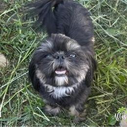 Gavriel - Black and tan male Shih Tzu puppy in Alice, Texas from Altas Palmas Shih Tzu