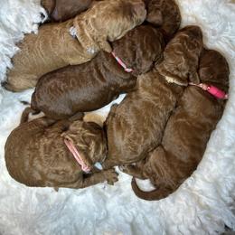 Sage - Red  female Poodle puppy in Jensen Beach, Florida from Pineapple Poodles