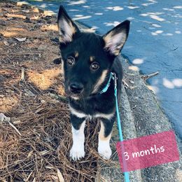 Lapponian Herder Puppies from Kuulas Kennels