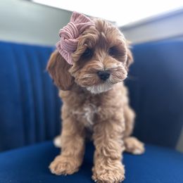 Chloe - Red female Cavapoo puppy in West Haven, Utah from Harper Haven Cavapoos & Doodles