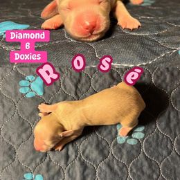 Rosé - Cream female Dachshund puppy in Pilot Point, Texas from Diamond B Doxies