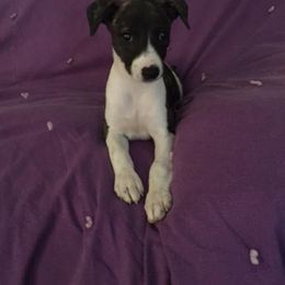 Whippet Puppies from Wyndham Whippets