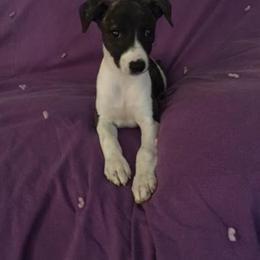 Whippet Puppies from Wyndham Whippets