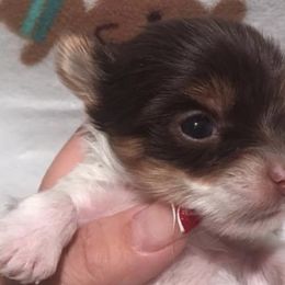 Morkies and Yorkshire Terriers from Happy Knoll’s Yorkies and Morkies