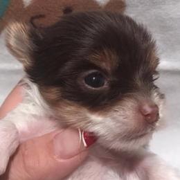 Morkies and Yorkshire Terriers from Happy Knoll’s Yorkies and Morkies