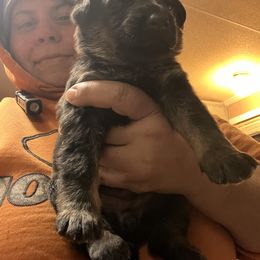Girl 1 - German Shepherd puppy in Villa Rica, Georgia from Von Wolf GSD’S