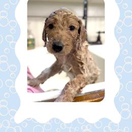 Marigold - Cream female Goldendoodle puppy in Asheboro, North Carolina from Magnolia Farm Doodles