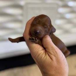 Goldendoodle Puppies from Kendall’s Kennel