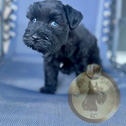 Miniature Schnauzer Puppies from Crown Schnauzers KC