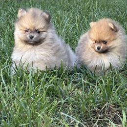 Dante - Wolf sable male Pomeranian puppy in Ladera Ranch, California from Tinkerpoms