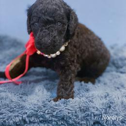 Red - Black female Poodle puppy in Louisville, Kentucky from Borealis Poodles