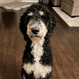Bernedoodle All Grown Up from Peyton Doodles