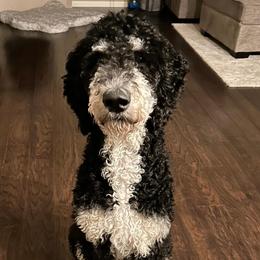 Bernedoodle All Grown Up from Peyton Doodles