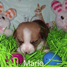 Mario - Red male Pembroke Welsh Corgi puppy in Kingman, Kansas from Tiny Titans K9