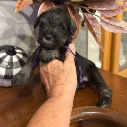 Patty (Pat - Salt and pepper female Miniature Schnauzer puppy in Thomasville, Georgia from D’Elegant Paws