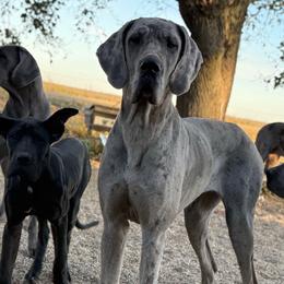 Murphy - Great Dane