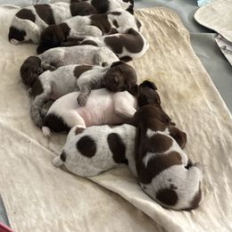 German Shorthaired Pointer Puppies from Mancandy German Shorthairs
