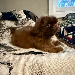 Boba - Chocolate Shih Tzu puppy in Running Springs, California from Amanda's Shih Tzus
