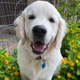 Golden Retrievers from Golden Girls