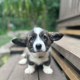 Lilly - Brindle and white female Cardigan Welsh Corgi puppy in Wekiwa Springs, Florida from It is Corgiland