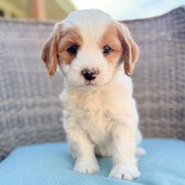Magnolia (Blue) - Parti female Goldendoodle puppy in Twin Falls, Idaho from Magic Valley Family Doodles