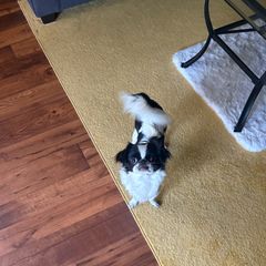 Cali - Japanese Chin