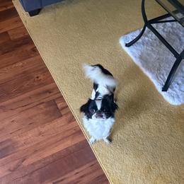 Cali - Japanese Chin